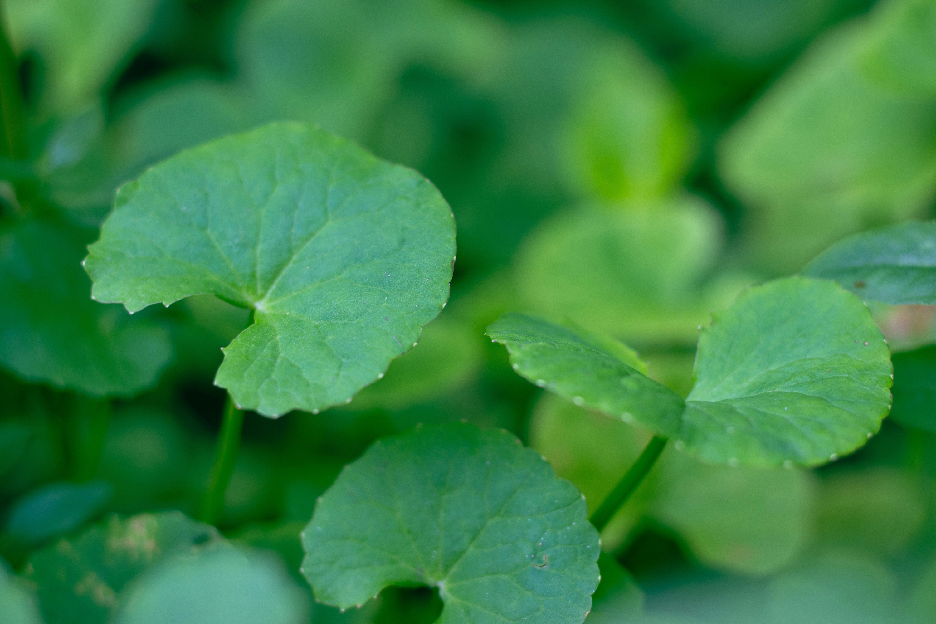 Centella asiatica : pourquoi est-elle incontournable en skincare coréenne ?